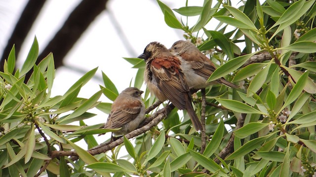 Cape Sparrow - ML201586401