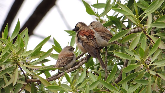 Moineau mélanure - ML201586401