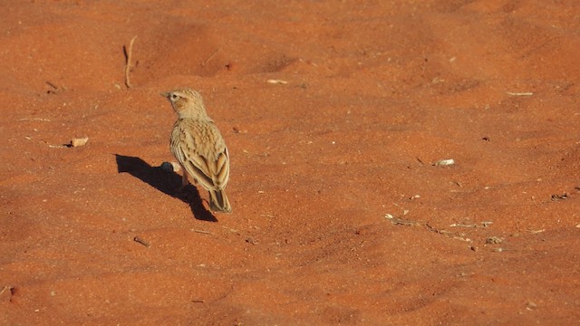 Savannenlerche [africanoides-Gruppe] - ML201586421