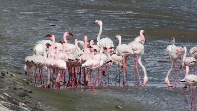 Lesser Flamingo - ML201586451