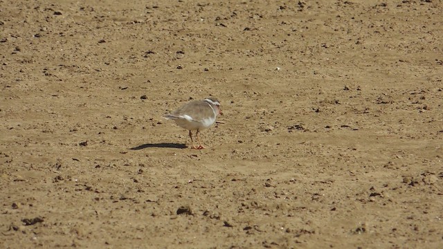 kulík třípásý (ssp. tricollaris) - ML201586471