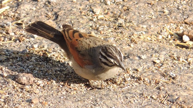 Cape Bunting - ML201586511