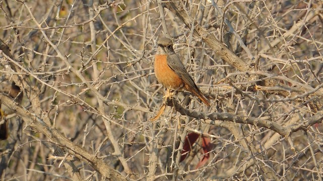 Short-toed Rock-Thrush (White-crowned) - ML201586521