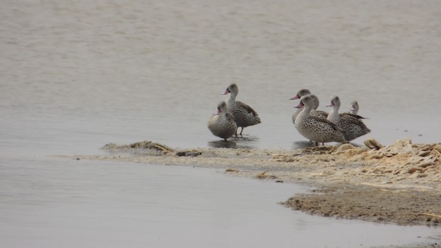 Cape Teal - ML201586531