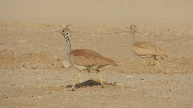 Rüppell's Bustard - ML201586561