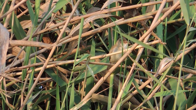 Common Reed Warbler (African) - ML201586601