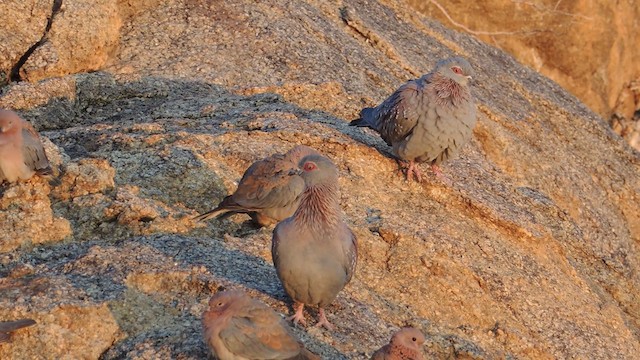 Speckled Pigeon - ML201586611