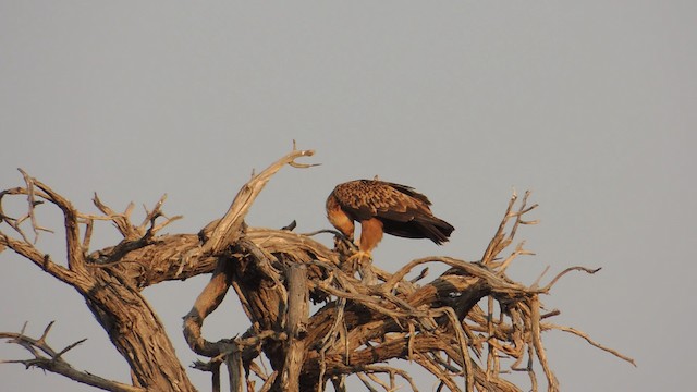 Tawny Eagle - ML201586621