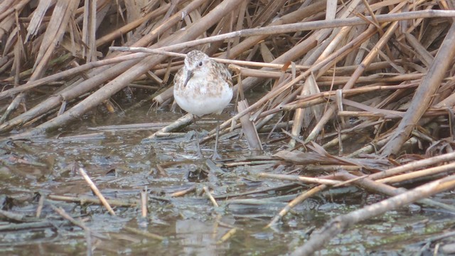 Little Stint - ML201586641