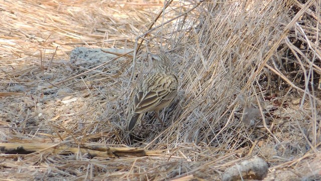 Sabota Lark (Bradfield's) - ML201586661