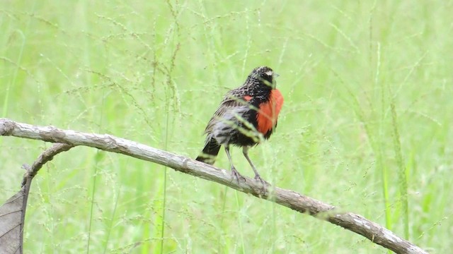 Peruvian Meadowlark - ML201586701