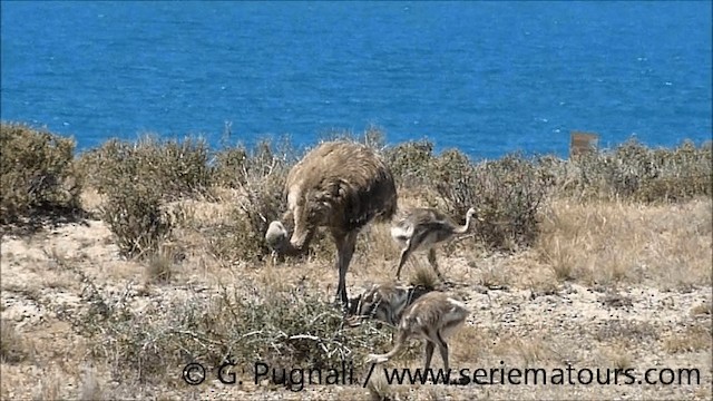 nandu menší (ssp. pennata) - ML201586711