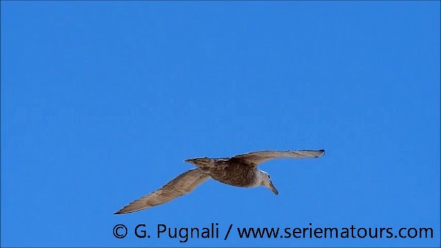 Northern Giant-Petrel - ML201586721