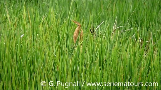 Indianerdommel - ML201586761