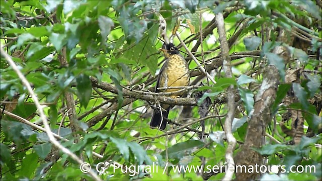 Speckled Nightingale-Thrush - ML201586791