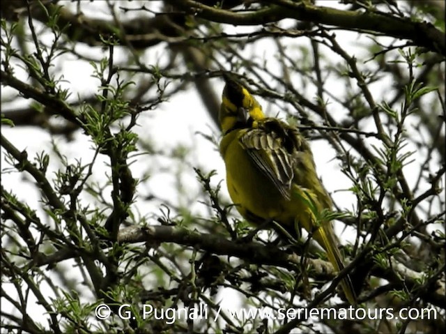 Yellow Cardinal - ML201586821