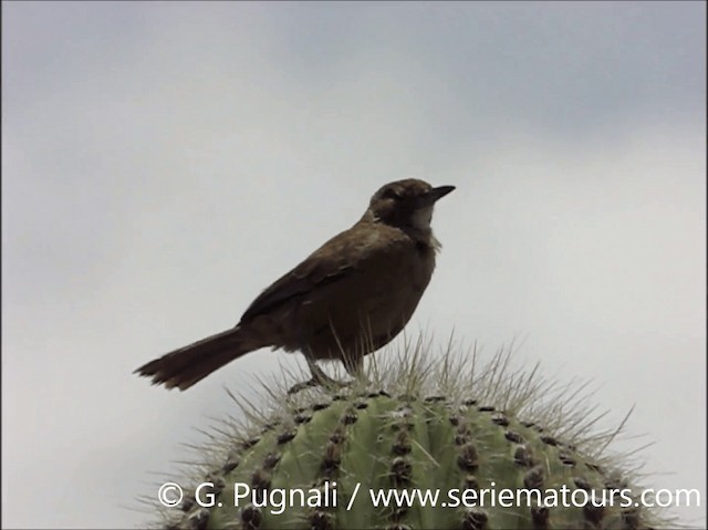 White-throated Cacholote - ML201586841