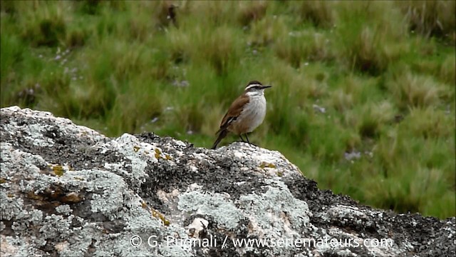 Cream-winged Cinclodes - ML201586851