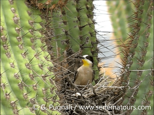 White-fronted Woodpecker - ML201586861