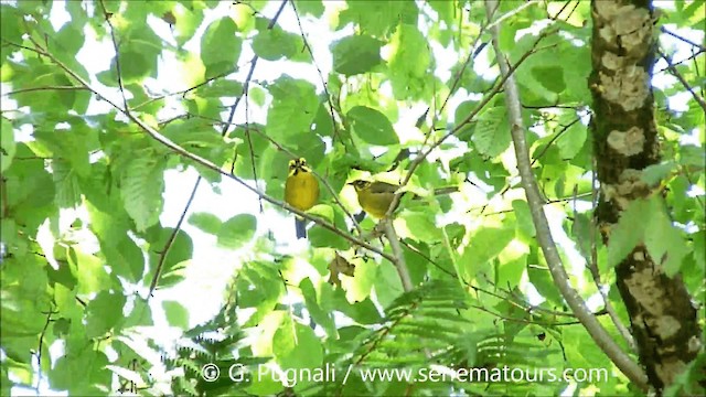 Yellow-striped Brushfinch - ML201586871