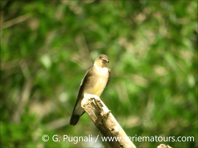 Golondrina Gorjirrufa - ML201586901