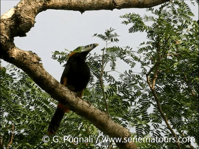 Toucanet à bec tacheté - ML201586911