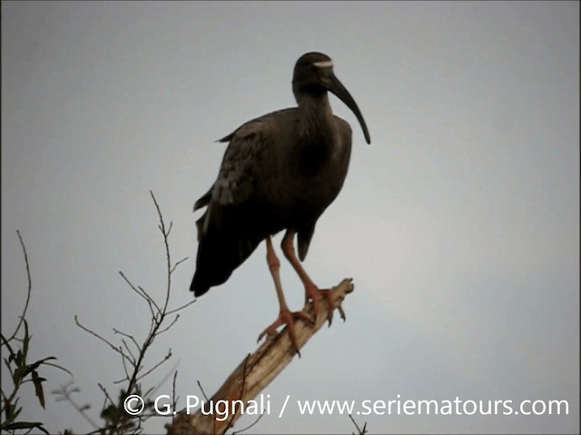 Plumbeous Ibis - ML201586921