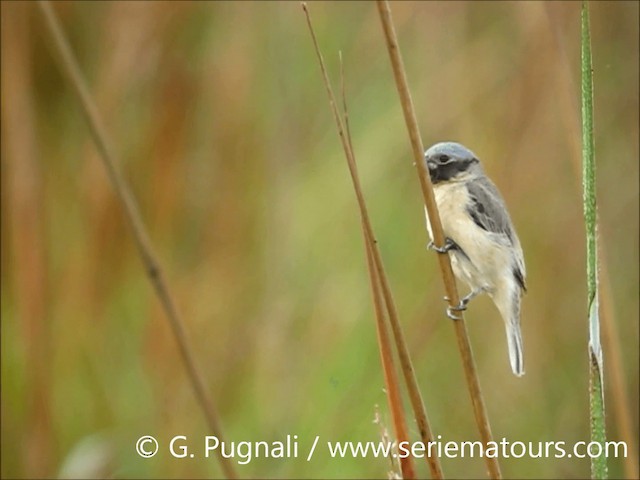 Ibera Seedeater - ML201586931