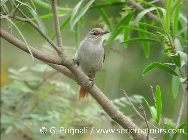 Straight-billed Reedhaunter - ML201586991