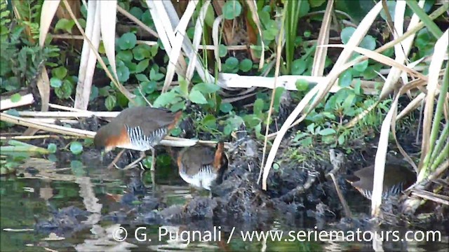 Rufous-sided Crake - ML201587001