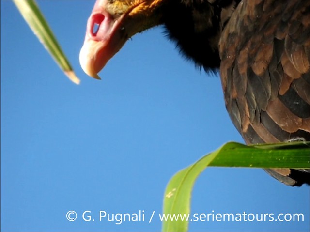 Lesser Yellow-headed Vulture - ML201587011