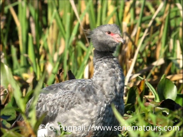 Southern Screamer - ML201587041