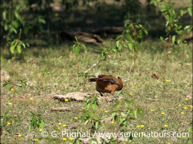 チャイロエボシカマドドリ - ML201587111