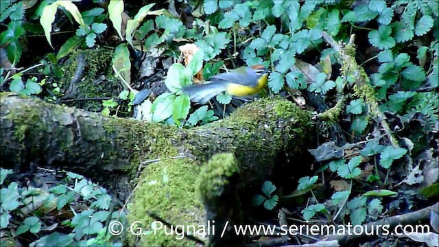 Brown-capped Redstart - ML201587131