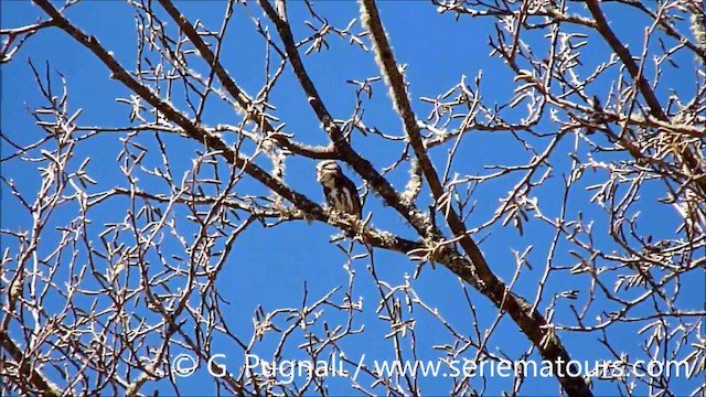 Yungas Pygmy-Owl - ML201587161