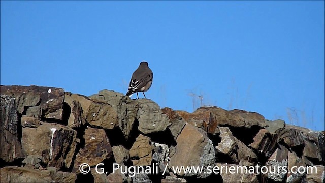 Black-billed Shrike-Tyrant - ML201587171