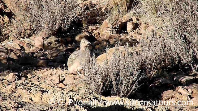 Ornate Tinamou - ML201587241