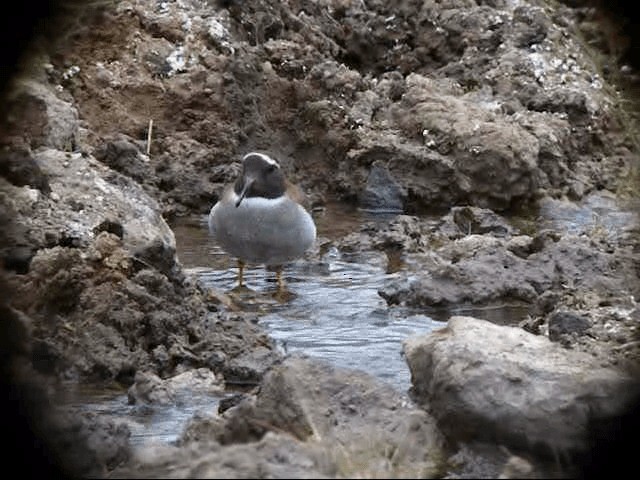 Diademed Sandpiper-Plover - ML201587331