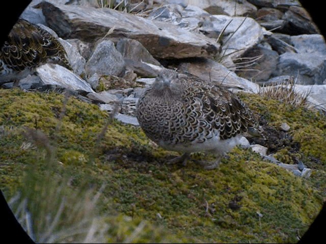 White-bellied Seedsnipe - ML201587351