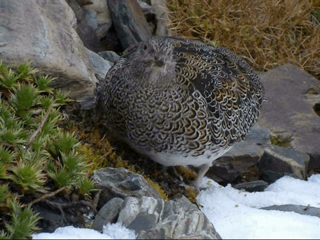 White-bellied Seedsnipe - ML201587361