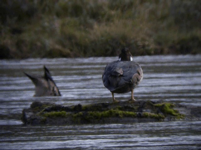 Spectacled Duck - ML201587371