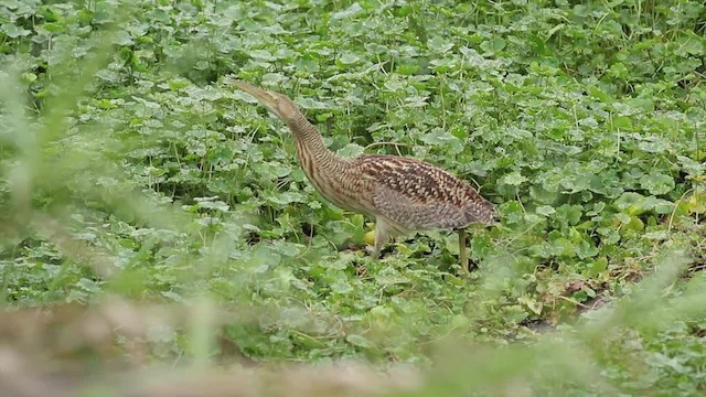 Pinnated Bittern - ML201587381