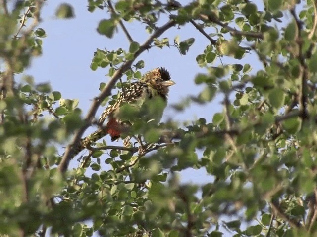 vousáček východoafrický (ssp. darnaudii/boehmi) - ML201587401