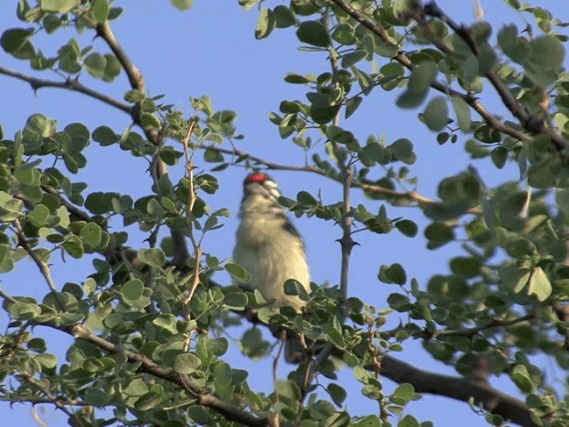 Northern Red-fronted Tinkerbird - ML201587411