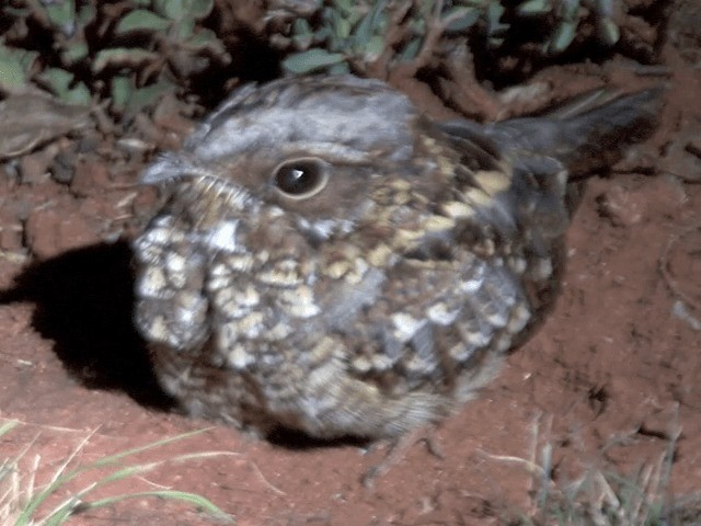 Donaldson Smith's Nightjar - ML201587421