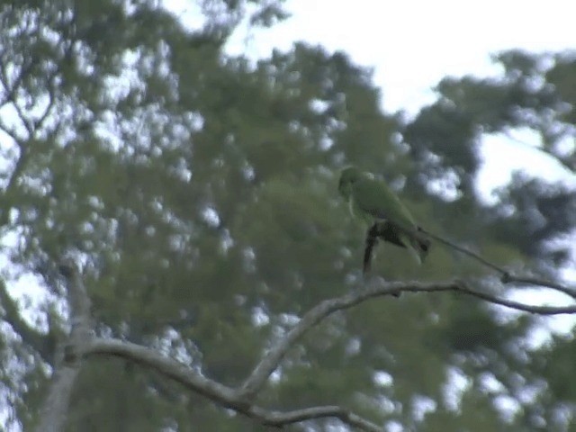 Yellow-fronted Parrot - ML201587431