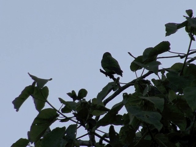 Yellow-fronted Parrot - ML201587451