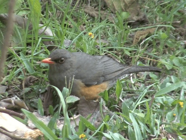 Zorzal Abisinio (grupo abyssinicus) - ML201587481