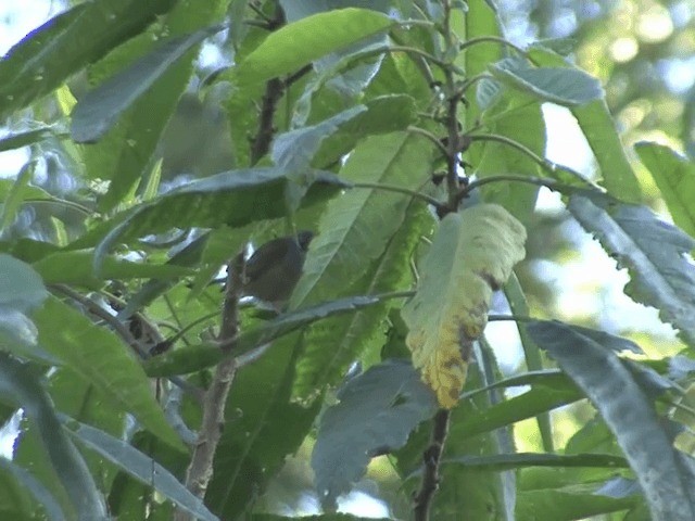 African Hill Babbler (African) - ML201587491