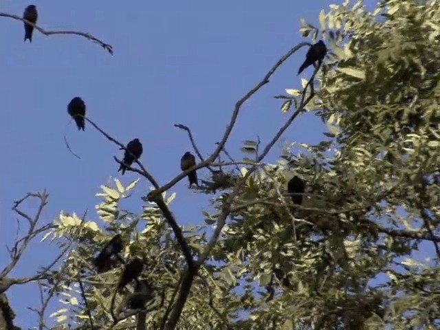 Black Sawwing - ML201587511